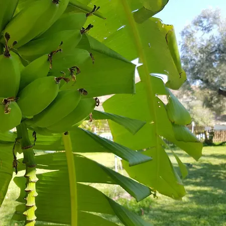 Caserio El Olivo